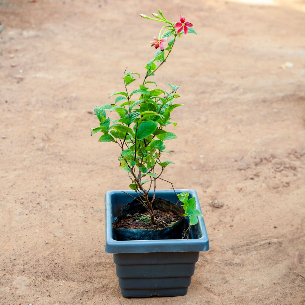 Madhu Malti / Rangoon Creeper (any colour) in 6 Inch Grey Premium Orchid Square Plastic Pot