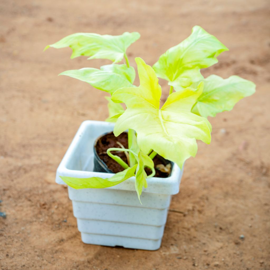 Xanadu Golden in 6 Inch White Marble Premium Orchid Square Plastic Pot