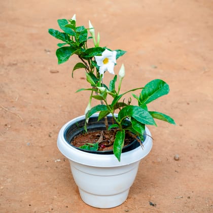 Buy Mandevilla�White in 8 Inch White Classy Plastic Pot Online | Urvann.com