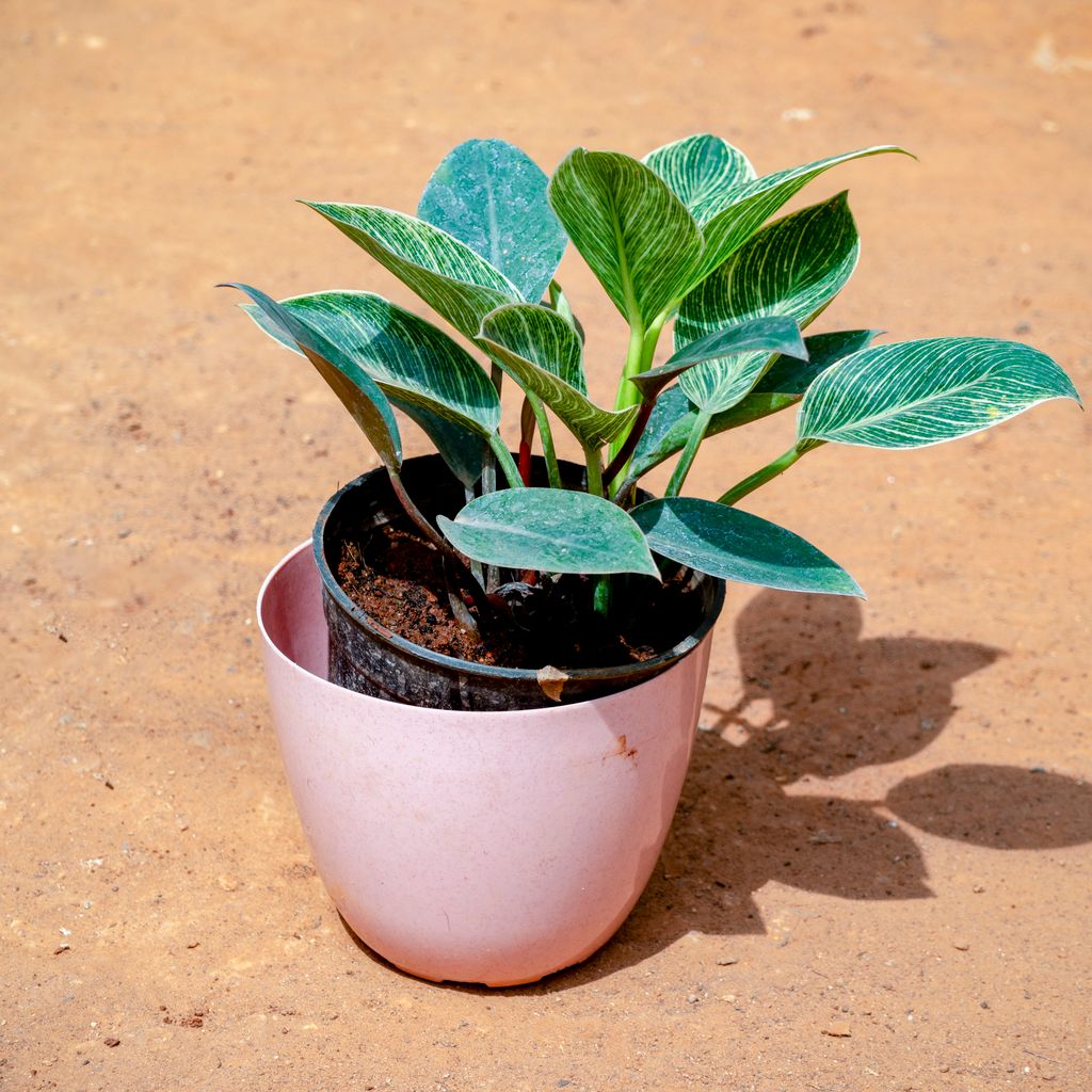 Philodendron Birkin in 6 Inch Pink Marble Premium Orchid Round Plastic Pot