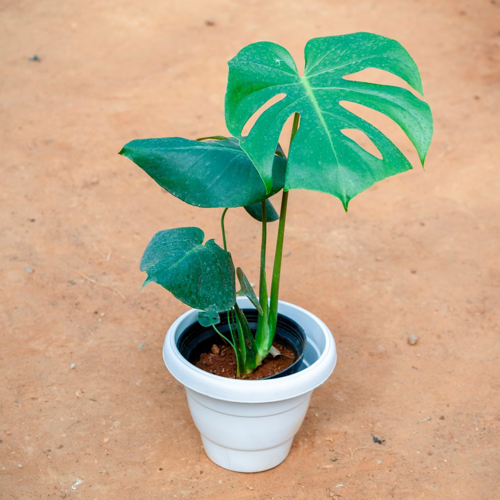 Monstera Big Leaf in 8 Inch White Classy Plastic Pot