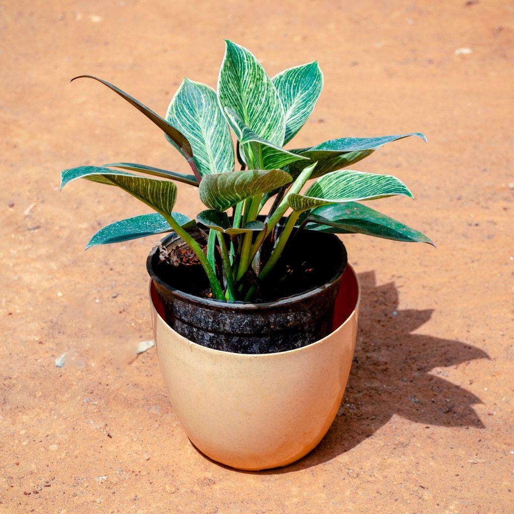 Philodendron Birkin in 6 Inch Beige Marble Premium Orchid Round Plastic Pot