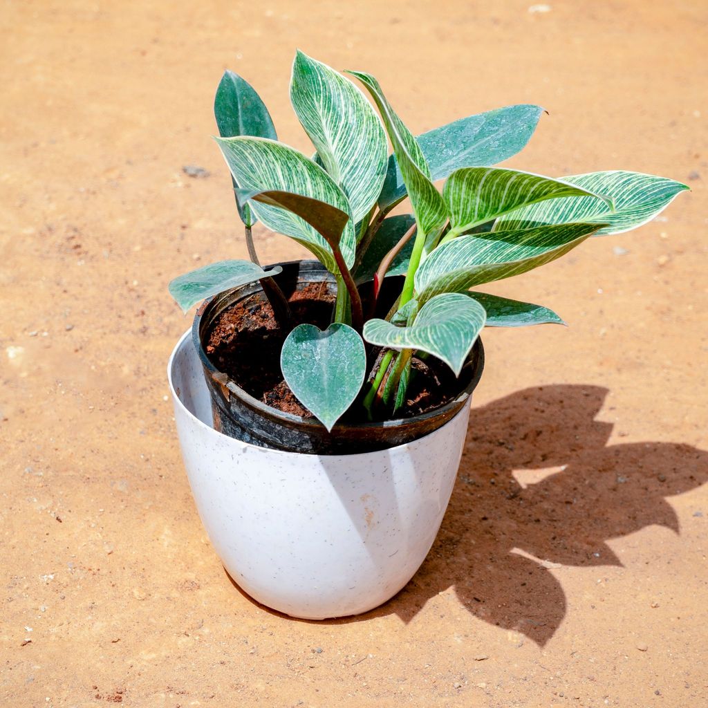 Philodendron Birkin in 6 Inch White Premium Orchid Round Plastic Pot