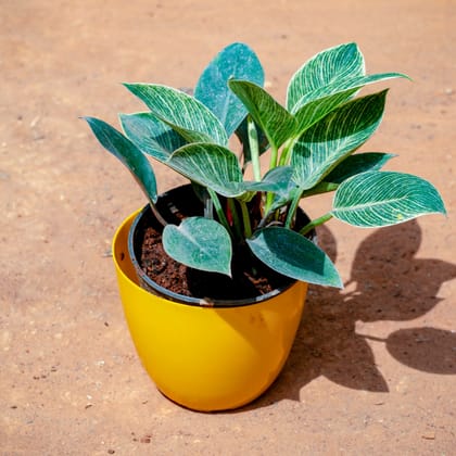 Buy Philodendron Birkin in 6 Inch Yellow Premium Orchid Round Plastic Pot Online | Urvann.com