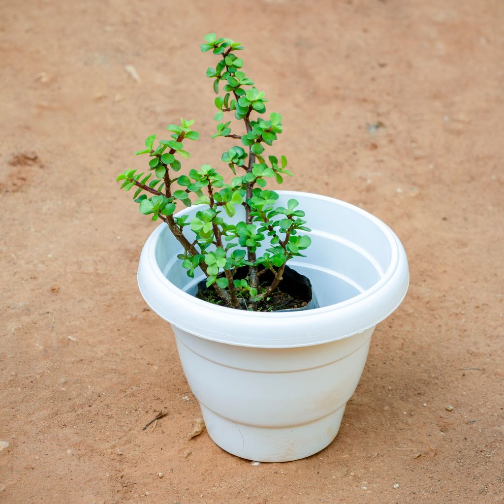 Jade in 8 Inch White Classy Plastic Pot