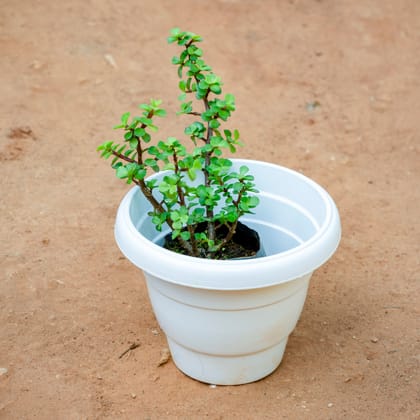 Buy Jade in 8 Inch White Classy Plastic Pot Online | Urvann.com