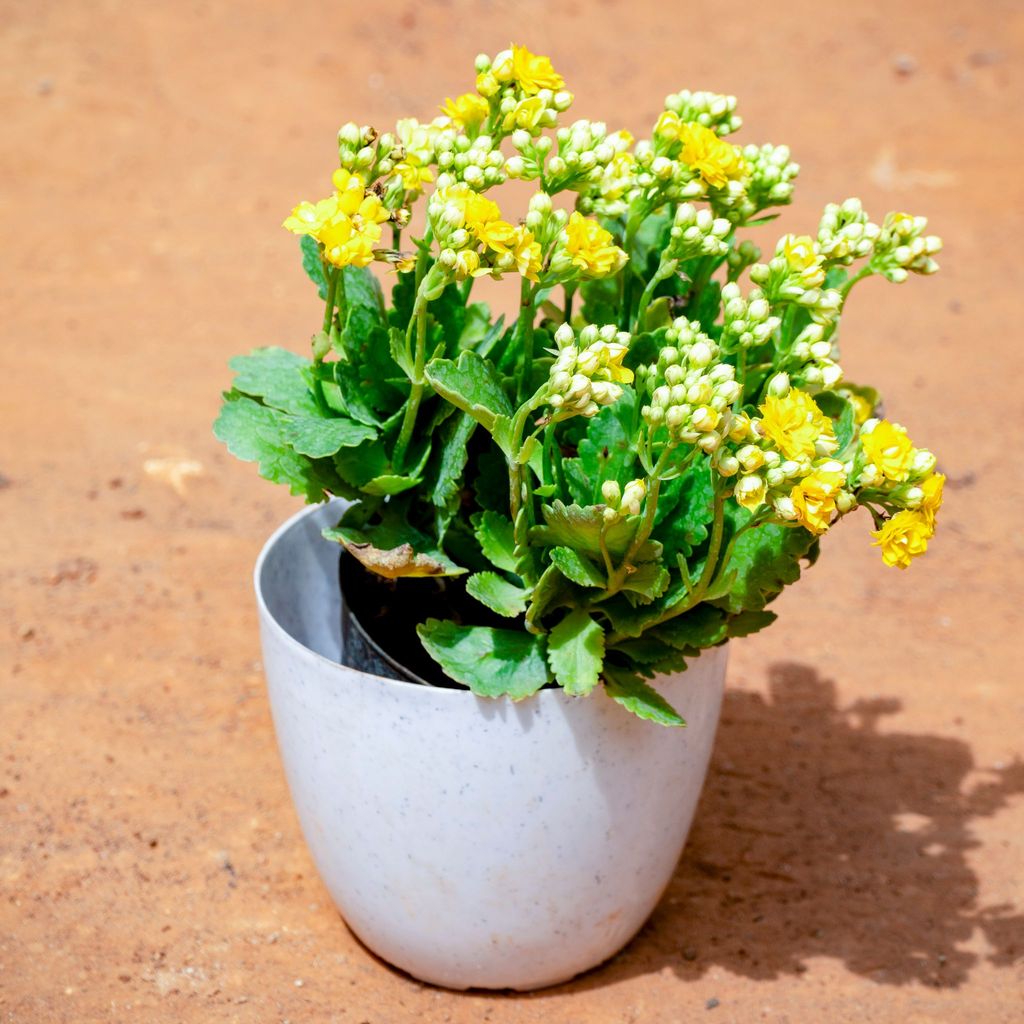 Kalanchoe Succulent (any colour) in 6 Inch White Premium Orchid Round Plastic Pot