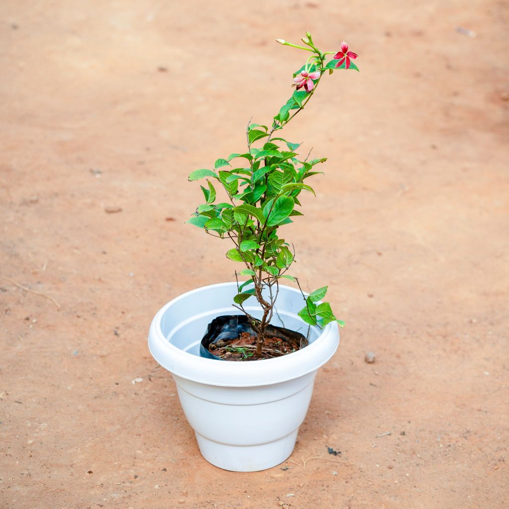 Madhu Malti / Rangoon Creeper (any colour) in 8 Inch White Classy Plastic Pot