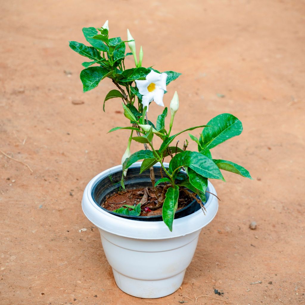 Mandevilla White in 8 Inch White Classy Plastic Pot