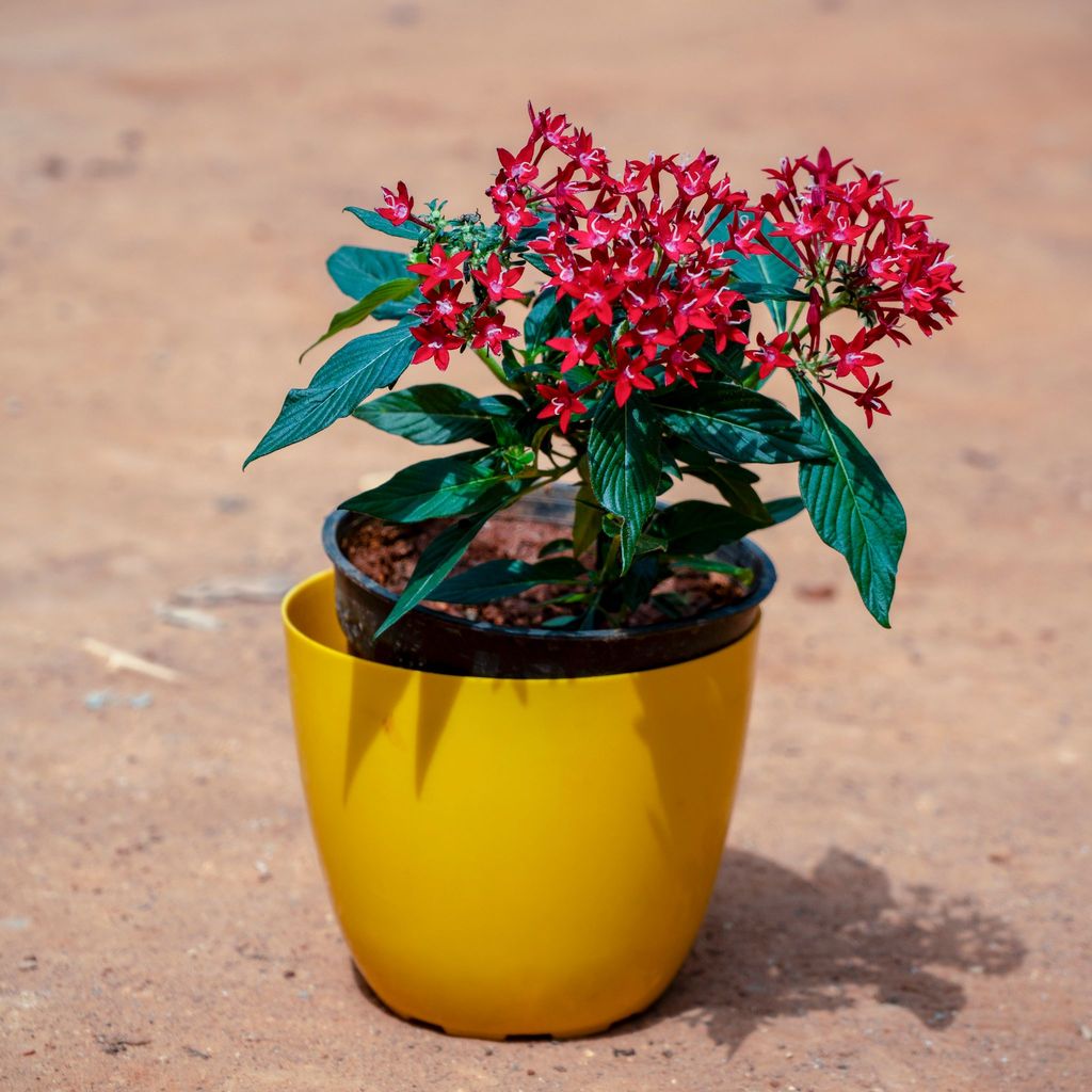 Pentas (Any Colour) in 6 Inch Yellow Premium Orchid Round Plastic Pot