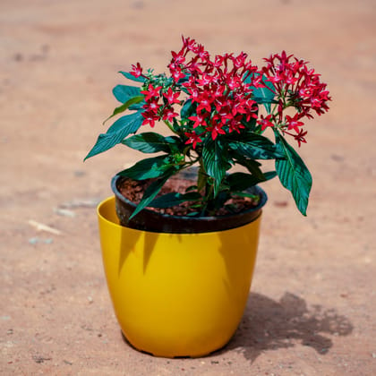 Buy Pentas (Any Colour) in 6 Inch Yellow Premium Orchid Round Plastic Pot Online | Urvann.com