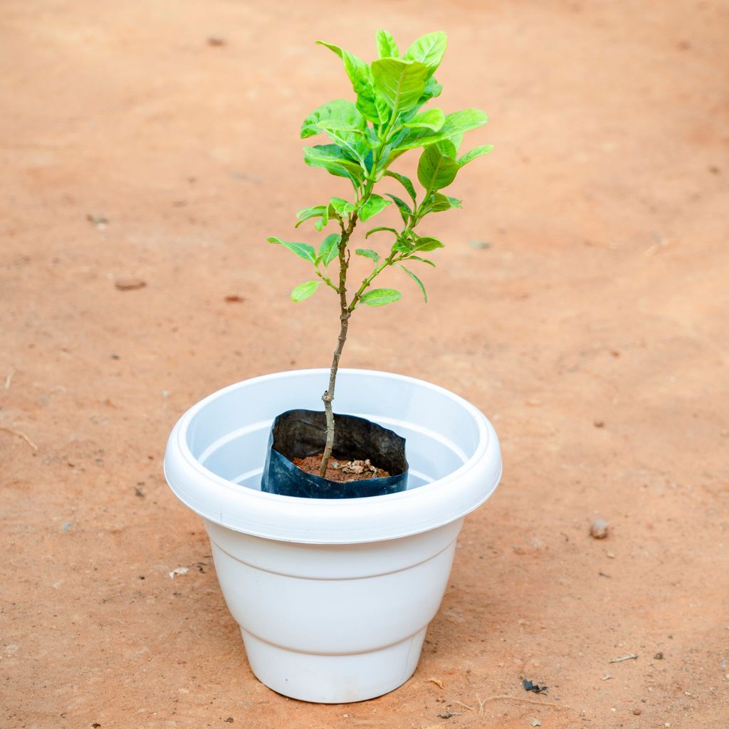 Allamanda Creeper Yellow in 8 Inch White Classy Plastic Pot