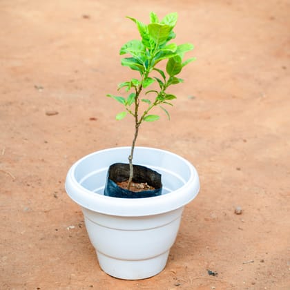 Buy Allamanda Creeper Yellow in 8 Inch White Classy Plastic Pot Online | Urvann.com