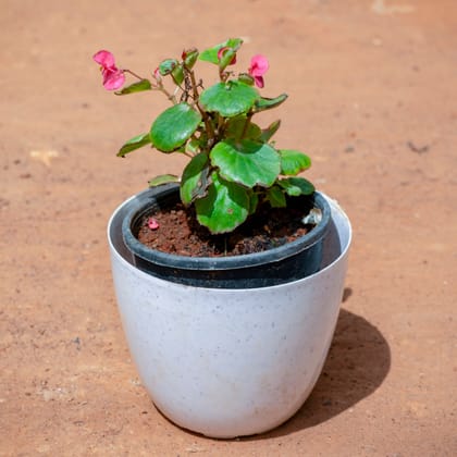 Buy Begonia (Any Colour) in 6 Inch White Premium Orchid Round Plastic Pot Online | Urvann.com