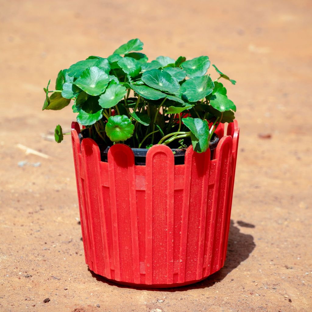 Brahmi Dollar / Pennywort in 6 Inch Red Premium Tippy Plastic Pot