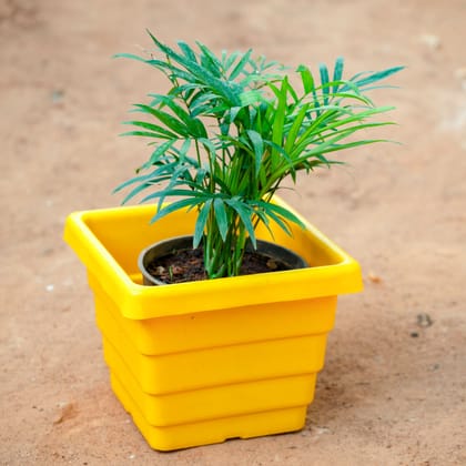 Buy Chameadorea Palm in 6 Inch Yellow Premium Orchid Square Plastic Pot Online | Urvann.com