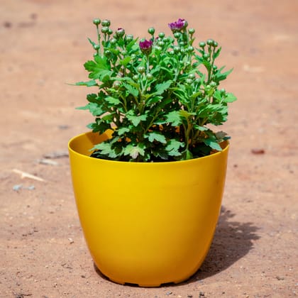 Buy Chrysanthemum / Guldaudi / Guldawari (Any Colour) in 6 Inch Yellow Premium Orchid Round Plastic Pot Online | Urvann.com