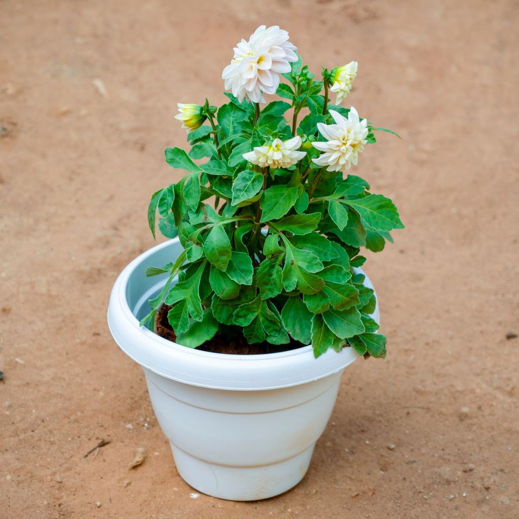 Dahlia (Any Colour) in 8 Inch White Classy Plastic Pot