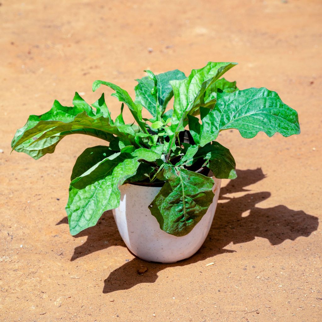 Gerbera (Any Colour) in 6 Inch White Premium Orchid Round Plastic Pot