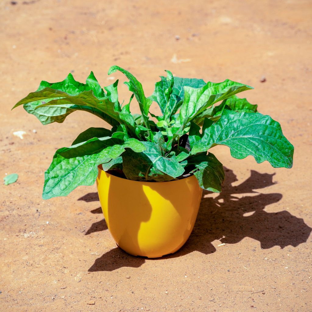 Gerbera (Any Colour) in 6 Inch Yellow Premium Orchid Round Plastic Pot