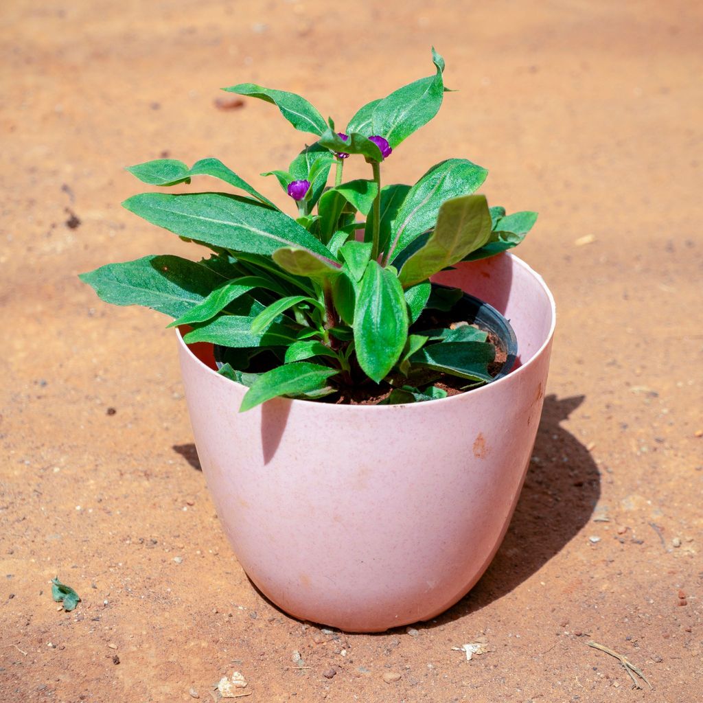 Gomphrena (Any Colour) in 6 Inch Pink Marble Premium Orchid Round Plastic Pot