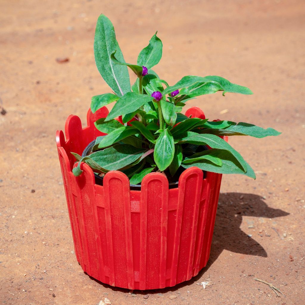 Gomphrena (Any Colour) in 6 Inch Red Premium Tippy Plastic Pot