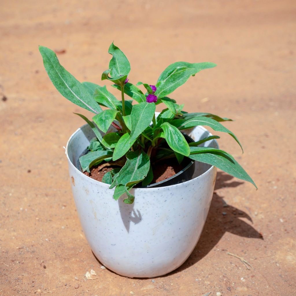 Gomphrena (Any Colour) in 6 Inch White Premium Orchid Round Plastic Pot