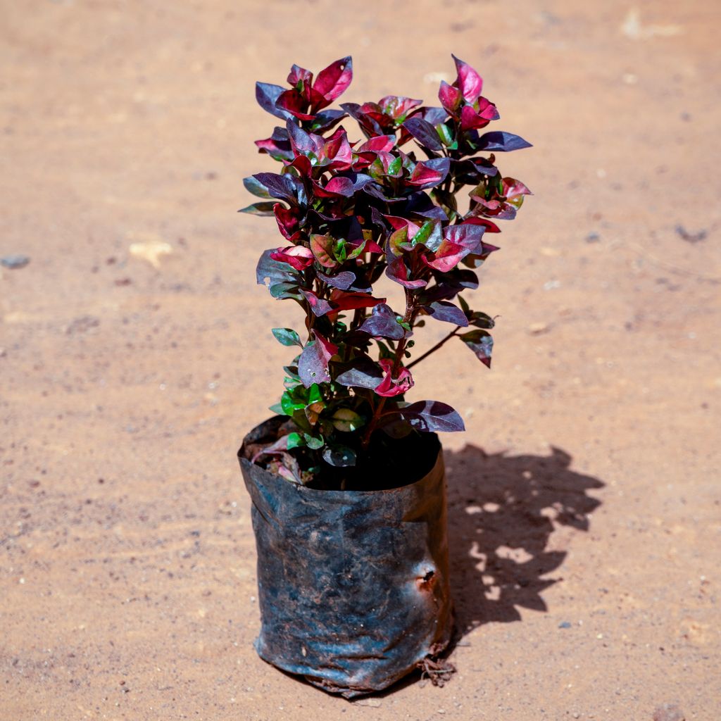 Alternanthera Red in 4 Inch Nursery bag