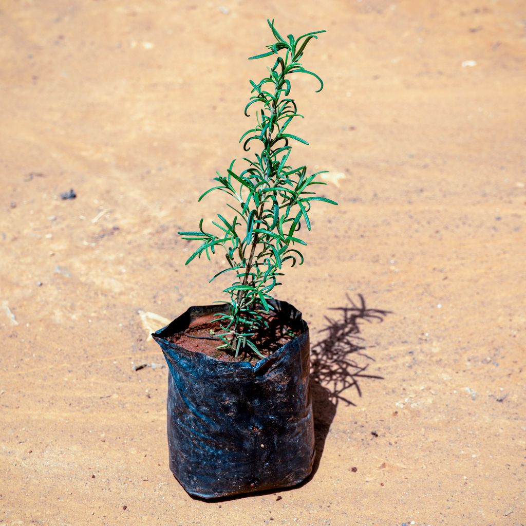 Rosemary in 4 Inch Nursery bag