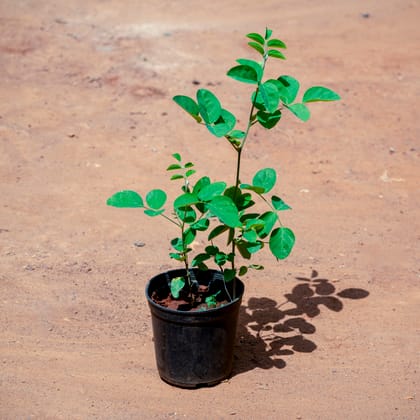 Buy Aparajita / Asian Pigeonwings (Any Colour) in 4 Inch Nursery Pot Online | Urvann.com