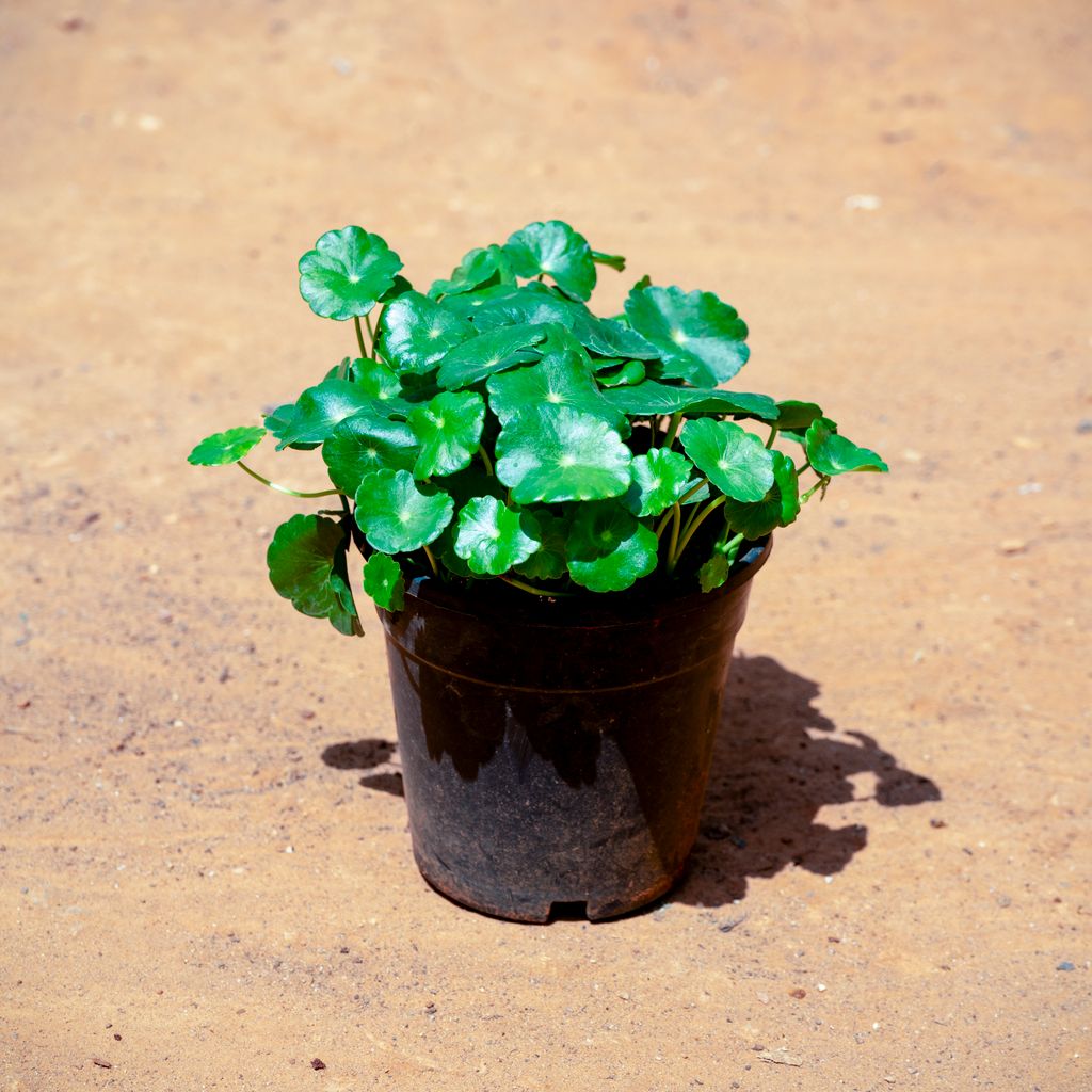 Brahmi Dollar / Pennywort  in 5 Inch Nursery Pot