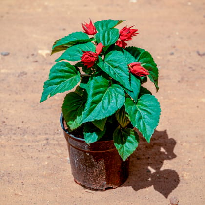 Buy Salvia Red in 4 Inch Nursery Pot Online | Urvann.com