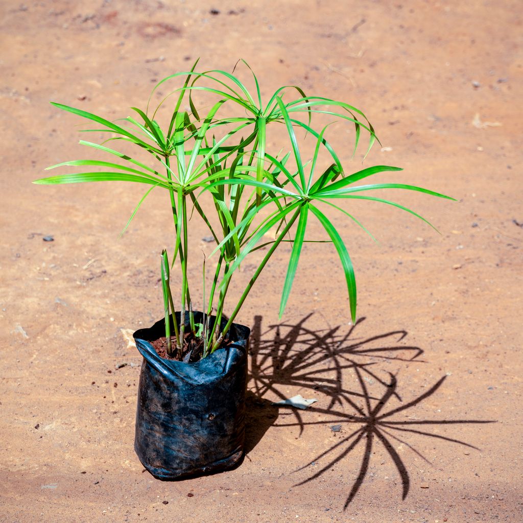 Umbrella  Palm in 4 Inch Nursery bag