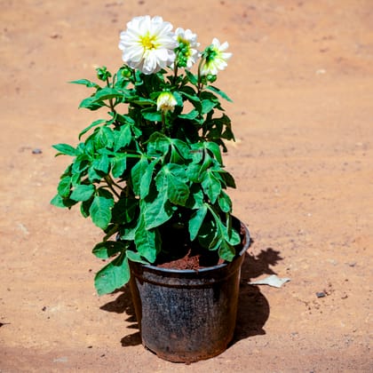 Buy Dahlia (Any Colour) in 6 Inch Nursery Pot Online | Urvann.com