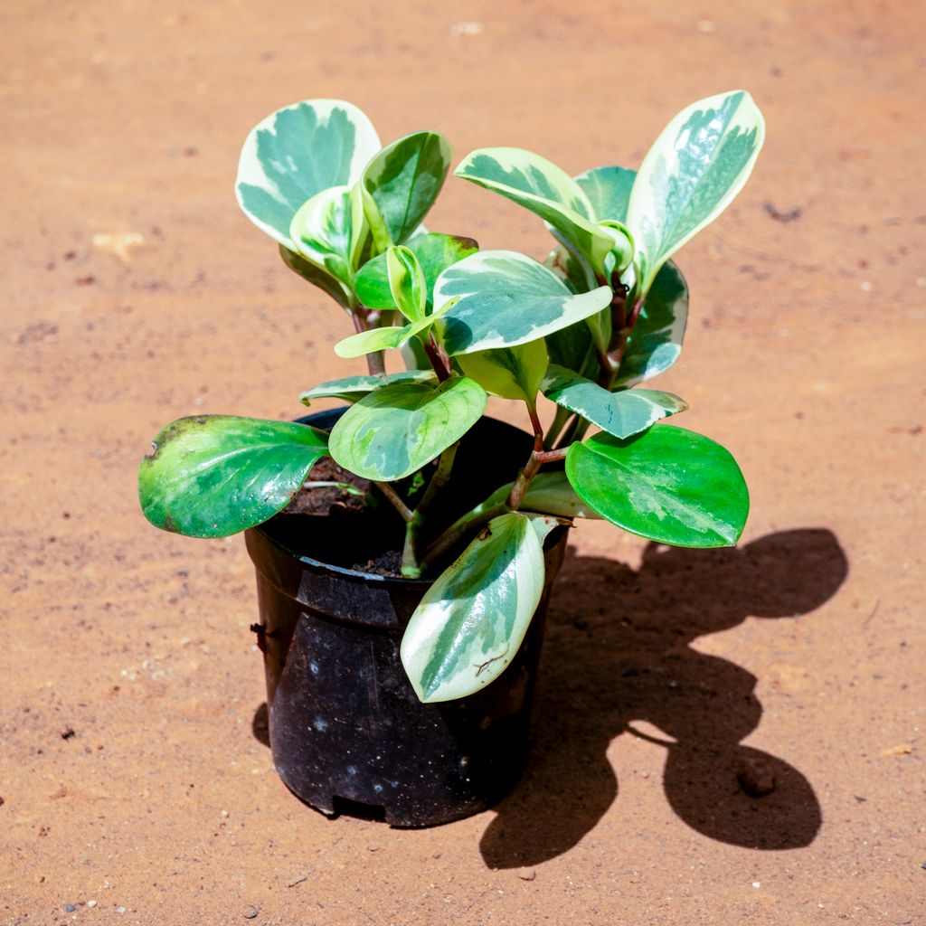 Peperomia Variegated in 4 Inch Nursery Pot