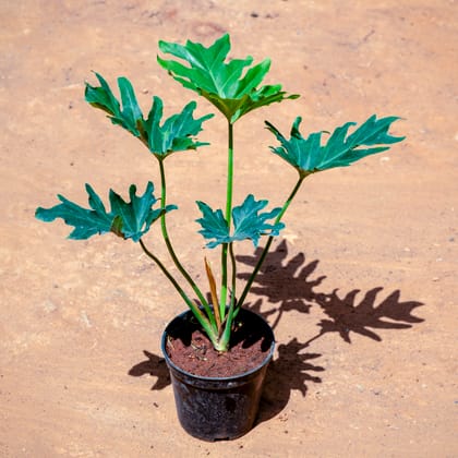 Buy Xanadu Green in 5 Inch Nursery Pot Online | Urvann.com