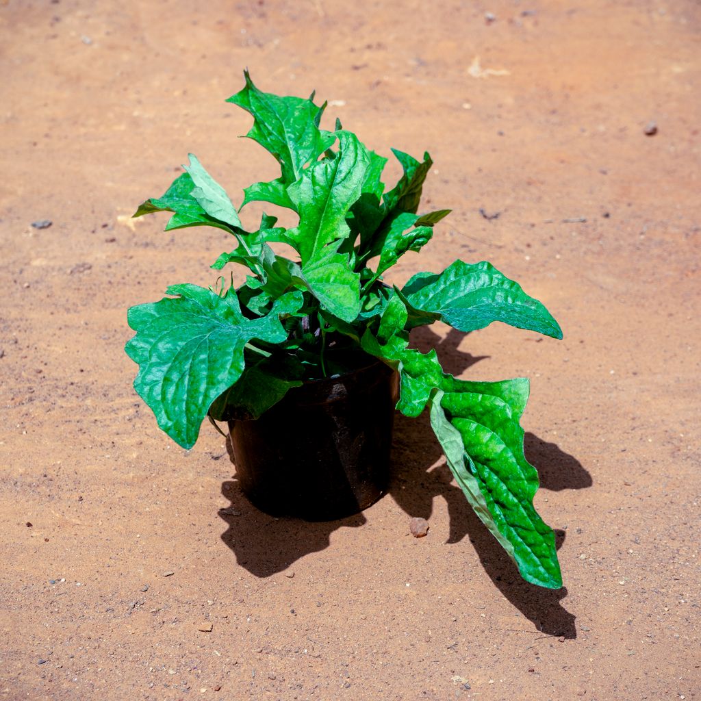 Gerbera (Any Colour) in 5 Inch Nursery Pot