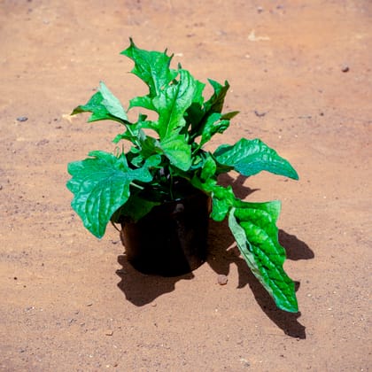 Buy Gerbera (Any Colour) in 5 Inch Nursery Pot Online | Urvann.com