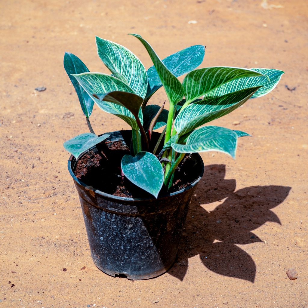 Philodendron Birkin in 5 Inch Nursery Pot