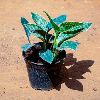 Buy Philodendron Birkin in 5 Inch Nursery Pot Online | Urvann.com