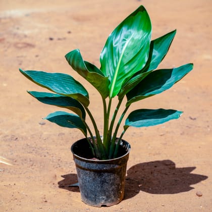 Buy Bird Of Paradise in 5 Inch Nursery Pot Online | Urvann.com