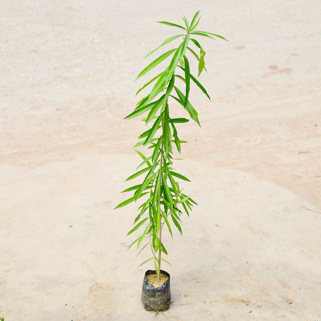 Kaner / Oleander Yellow in 4 Inch Nursery Bag