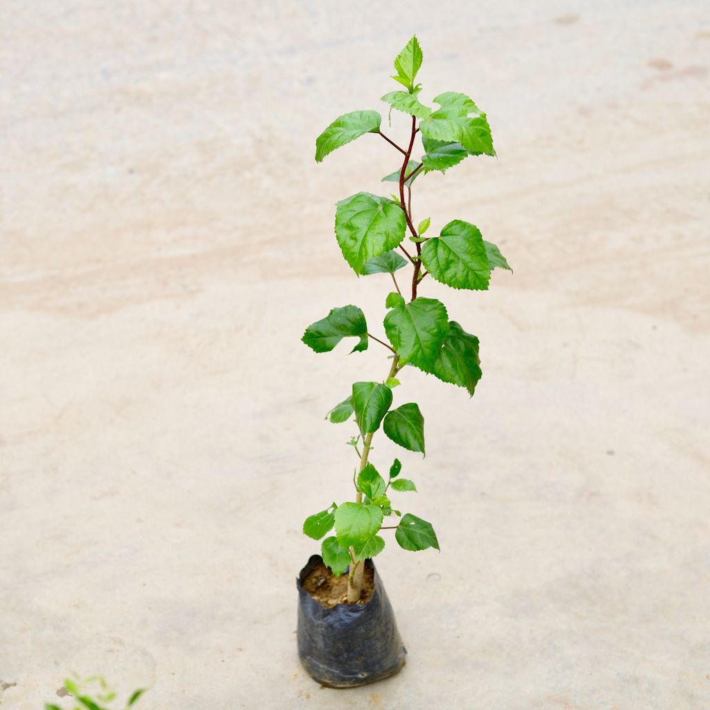 Hibiscus / Gudhal (Any Colour) in 4 Inch Nursery Bag