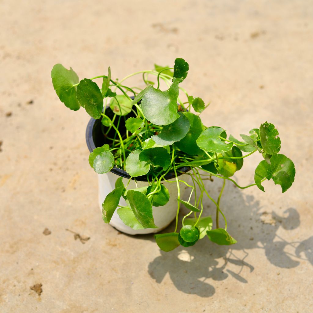 Brahmi Dollar / Pennywort / Coin Plant in 5 Inch Nursery Pot