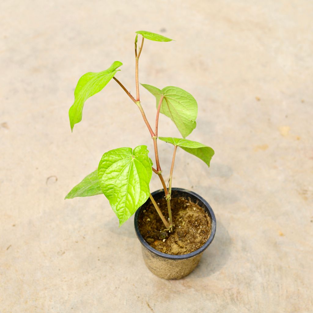 Paan / Betal Leaf in 4 Inch Nursery Pot