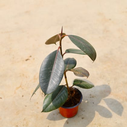 Buy Rubber Plant in 4 Inch Nursery Pot Online | Urvann.com