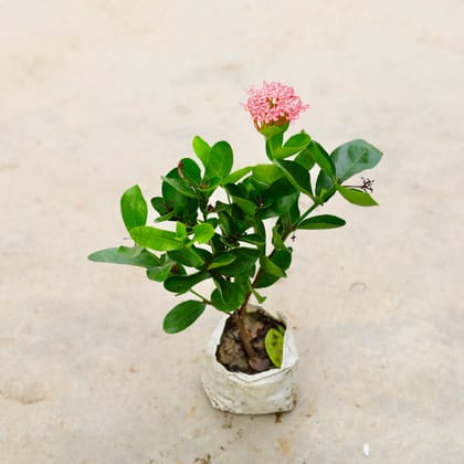 Buy Ixora (Any Colour) in 5 Inch Nursery Bag Online | Urvann.com