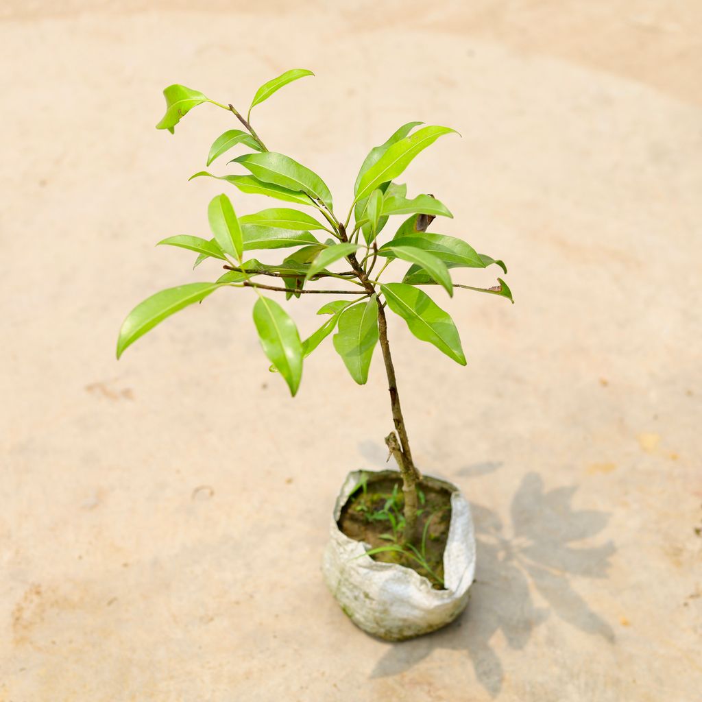 Chiku / Sapodilla in 5 Inch Nursery Bag