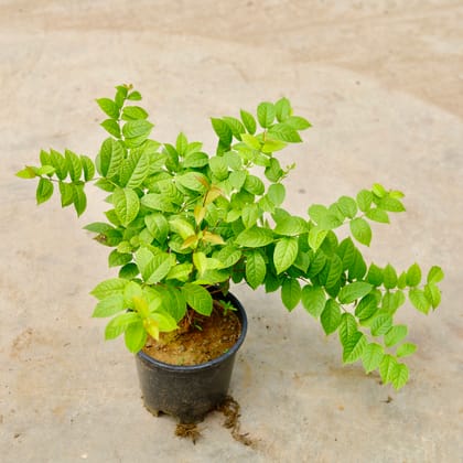 Buy Madhu Malti / Rangoon Creeper (Any Colour) in 5 Inch Nursery Pot Online | Urvann.com