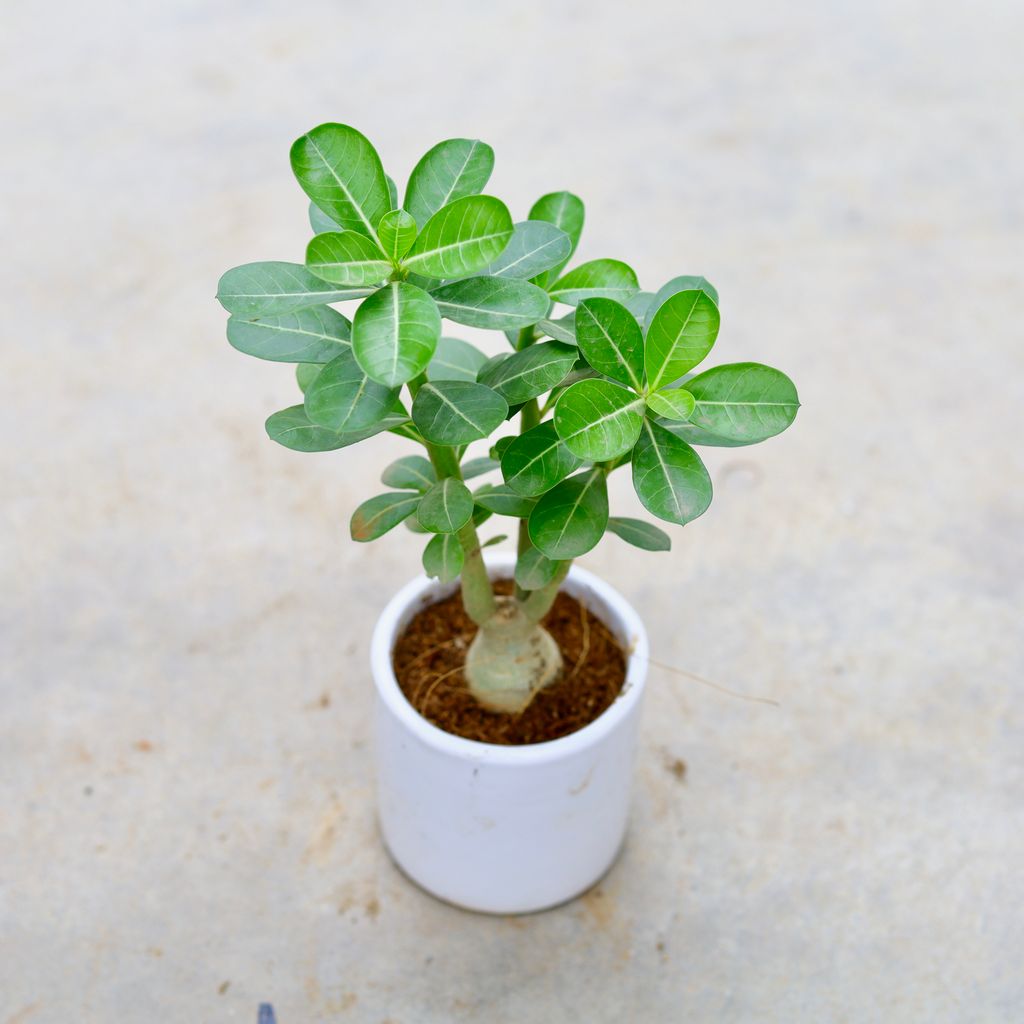 Adenium (Any Colour) in 4 Inch Classy White Cylindrical Ceramic Pot